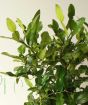 kaffir lime