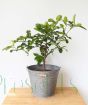 Kaffir Lime Ministem