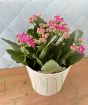 Kalanchoe