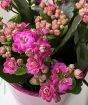 Kalanchoe