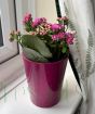 Kalanchoe