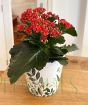 Kalanchoe