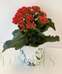 Kalanchoe