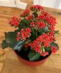 Kalanchoe