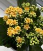 Kalanchoe