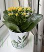 Yellow Kalanchoe