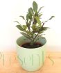 young bay tree