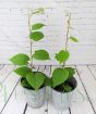 Kiwi Fruit Bundle