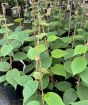 Kiwi Fruit               