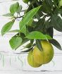 kucle fruits