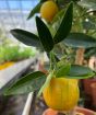 Kucle Fruits