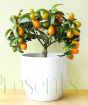 Kumquat