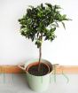 Kumquat tree in green pail