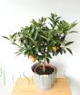 Large Kumquat