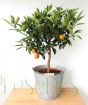 Large Kumquat