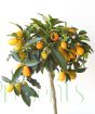 Ripe kumquats