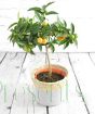 Kumquat Ministem
