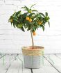 Kumquat ministem in seagrass basket