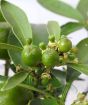 Young kumquat fruits