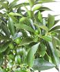 Ripening Green Fruits