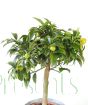 Kumquat Minstem head of foliage and ripening fruits