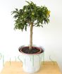 Large Kumquat