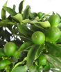 Ripening Kumquat fruits
