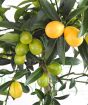 Close up of ripening kumquats
