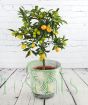 Large Kumquat covered in ripening fruits