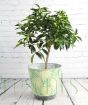 Large kumquat in tropical leaf pail