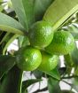 Large Green kumquats