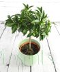 Green fruits on kumquat