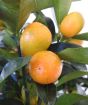 Ripe Kumquats ready to eat