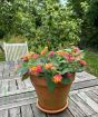 Pink Lantana July 2025