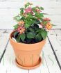 Lantana camara