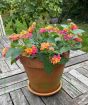 Pink Lantana July 2025