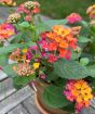 Pink Lantana July 2025