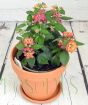 Pink Lantana