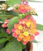 Pink Lantana