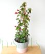 Large Bougainvillea starting the first flush of flowers for this year