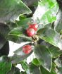 Close up of holly berries