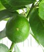 Large Lime Tree          