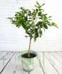 Large lime in tropical leaf pail