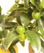 Young Orangequat fruit