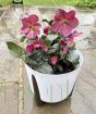 Large Red Hellebore