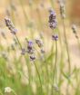 English Lavender         