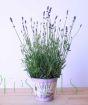 English Lavender         