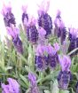 Butterfly Lavender flowers