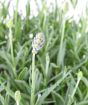 lavender tight bud