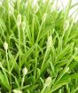 White lavender buds in late spring